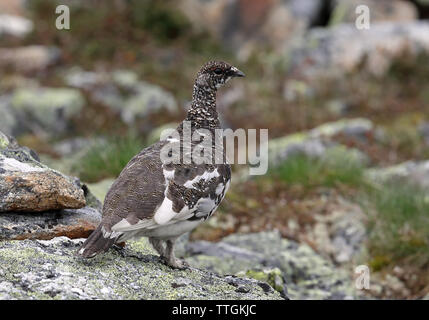 Rock ptarmigan, Lagopus muta, sulla tundra Foto Stock