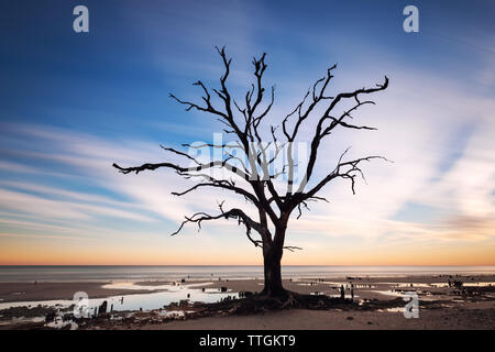 Albero solitario a sunrise. Botany Bay beach, Edisto Island, South Carolina, STATI UNITI D'AMERICA Foto Stock
