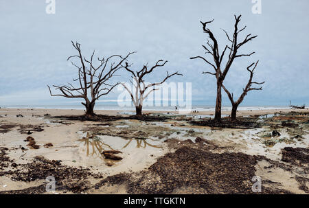 Botany Bay beach panorama al giorno nuvoloso, Edisto Island, South Carolina, STATI UNITI D'AMERICA Foto Stock