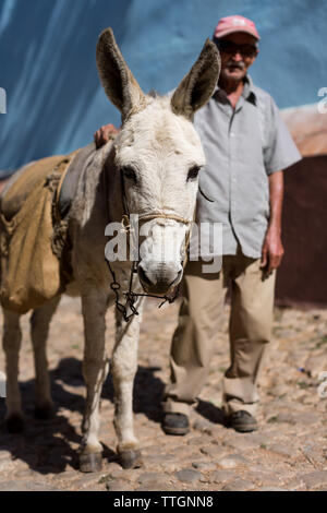 Anziano gentiluomo passeggiando con il suo asino.Trinidad, Cuba. 2017. Foto Stock