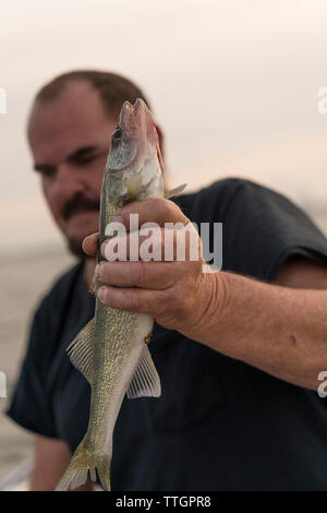 Un pescatore catture una Walleye sul Lago Erie, Michigan Foto Stock