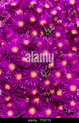 Uscita impianto di ghiaccio, Lampranthus spectabilis. Foto Stock