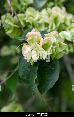 Primo piano che mostra che i fiori di Dipelta Floribunda sono seguiti da interessante quattro alato seme di papery caso, Inghilterra, Regno Unito Foto Stock