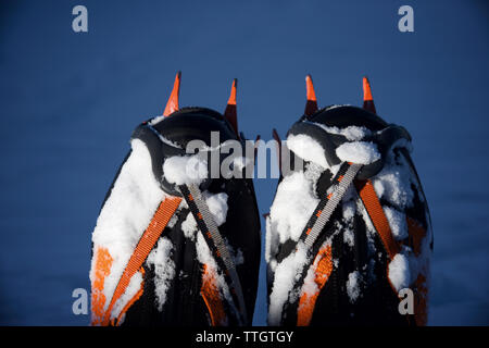 Close-up di ramponi posto su gli scarponi durante un'escursione. Foto Stock