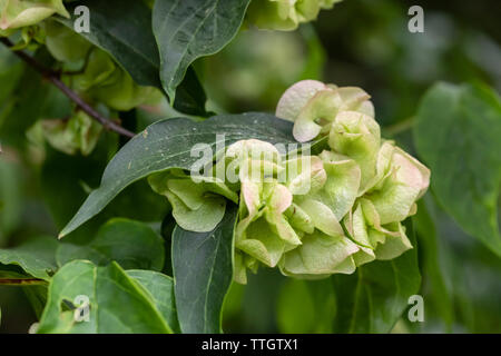 Primo piano che mostra che i fiori di Dipelta Floribunda sono seguiti da interessante quattro alato seme di papery caso, Inghilterra, Regno Unito Foto Stock