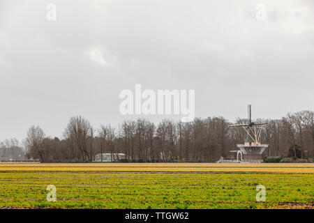 Campo coltivato di narcisi o narcisus in Olanda Foto Stock