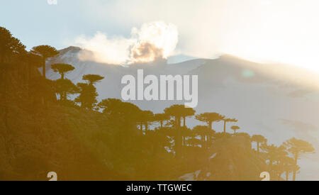 Cenere fuoriesce dal Volcan Copahue in background di araucaria alberi. Foto Stock