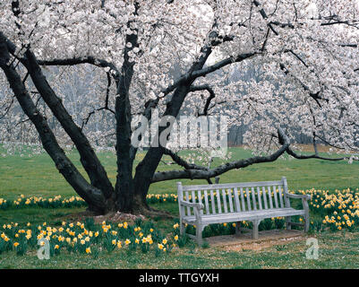 Il parco in legno banco da parte narcisi contro la fioritura di ciliegio Foto Stock