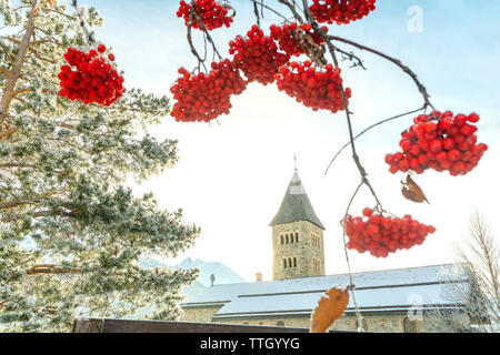 Campanile di Herz Jesu Kirche incorniciato da bacche rosse, Samedan Foto Stock