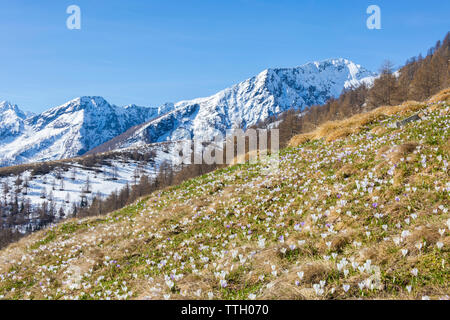 Crocus fioritura, Alpe Combanina, Val Gerola, Italia Foto Stock