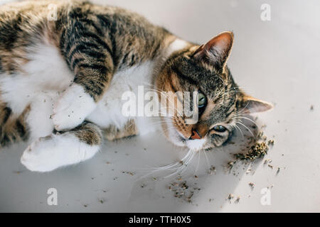Cat rotolamento in erba gatta sul contatore di bianco Foto Stock