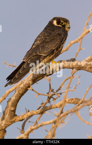 Eurasian Hobby (Falco Subbuteo®), la vista laterale di un bambino appollaiato su un ramo in Oman Foto Stock