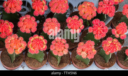 Poco colorati pianta di cactus in un piccolo vaso Foto Stock