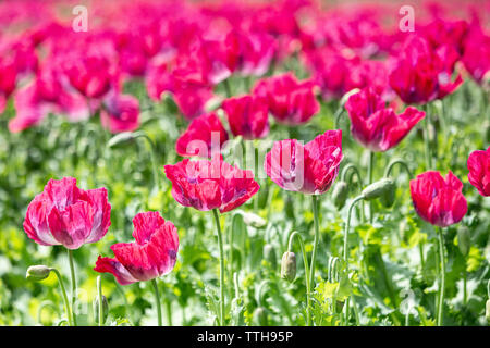 Il Papaver, o Papaver somniferum, il seme baccelli sono utilizzati nel settore del pane in forma di semi di papavero o di semi di papavero. Il seme di questo fiore è Foto Stock