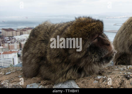 Barbary Ape presso il Castello moresco seduto su una parete sopra la vista della città del mare riposante tipo di sonno vista in stile scimmia sedersi sedersi seduti seduti Foto Stock