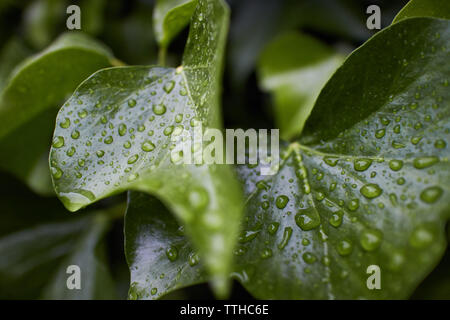 Foglie d'edera con goccioline di acqua di pioggia. Foto Stock