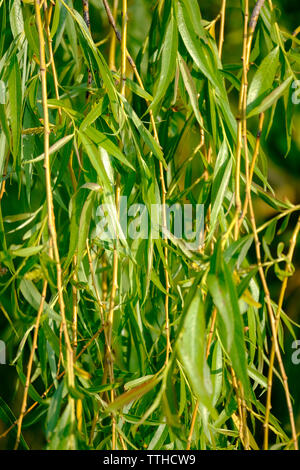 Soleggiato salice piangente tree (Salix babylonica) succursali a inizio estate nel Regno Unito Foto Stock
