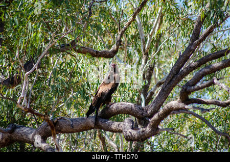 Un cuneo-tail Eagle posatoi in una struttura ad albero Foto Stock