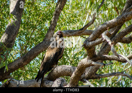 Un cuneo-tail Eagle posatoi in una struttura ad albero Foto Stock