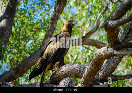 Un cuneo-tail Eagle posatoi in una struttura ad albero Foto Stock