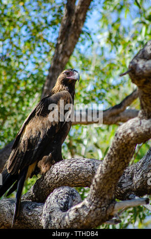 Un cuneo-tail Eagle posatoi in una struttura ad albero Foto Stock