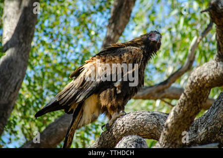 Un cuneo-tail Eagle posatoi in una struttura ad albero Foto Stock