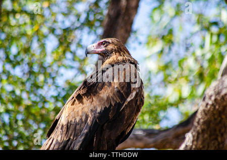 Un cuneo-tail Eagle posatoi in una struttura ad albero Foto Stock