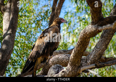 Un cuneo-tail Eagle posatoi in una struttura ad albero Foto Stock