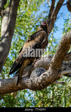 Un cuneo-tail Eagle posatoi in una struttura ad albero Foto Stock