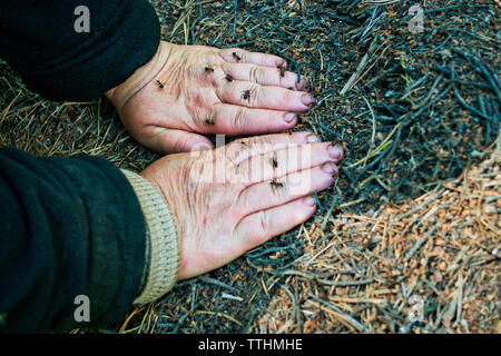 Elevato angolo di visione delle mani con houseflies sul campo Foto Stock