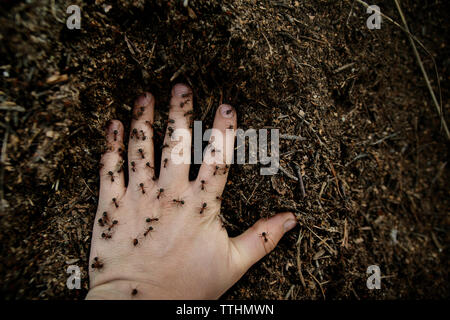 Vista aerea della mano con le formiche sul campo Foto Stock
