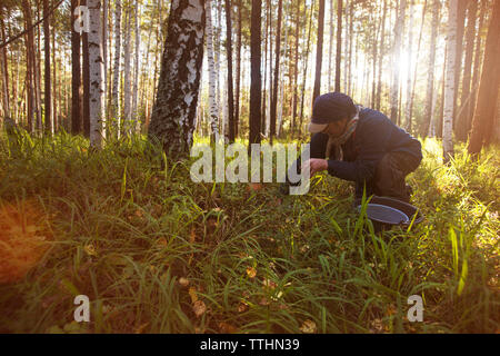 L'uomo la raccolta di funghi sul campo nella foresta Foto Stock