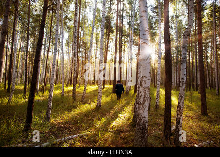 Lavoratore agricolo interessato a camminare in mezzo di alberi in foresta sul giorno di sole Foto Stock