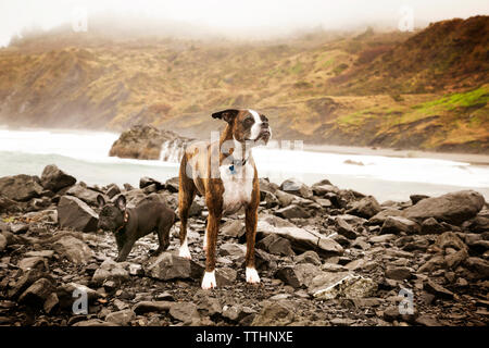 Boxer e bull francese in piedi sulle pietre contro il fiume Foto Stock