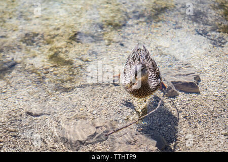 DA duck nuotare nel Lago Ghedina, un lago alpino a Cortina d'Ampezzo, Dolomiti, Italia Foto Stock