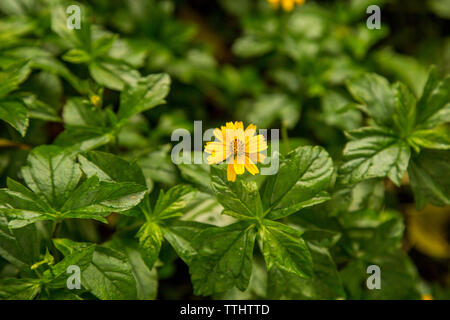 Il giallo dei fiori di foresta bangladesh Foto Stock