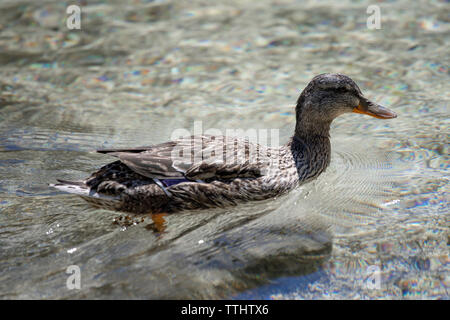 Un anatra nuotare nel Lago Ghedina, un lago alpino a Cortina d'Ampezzo, Dolomiti, Italia Foto Stock