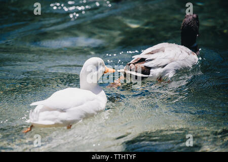 Foto di due anatre nuotare nel Lago Ghedina, un lago alpino a Cortina d'Ampezzo, Dolomiti, Italia Foto Stock