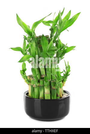 Bambù verde albero in vaso isolato su bianco Foto Stock