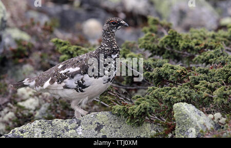 Rock ptarmigan, Lagopus muta, sulla tundra Foto Stock