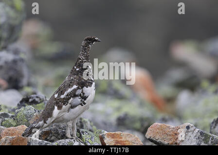 Rock ptarmigan, Lagopus muta, sulla tundra Foto Stock