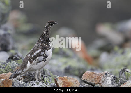 Rock ptarmigan, Lagopus muta, sulla tundra Foto Stock