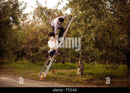 Accoppiare la raccolta di mele in apple Orchard Foto Stock