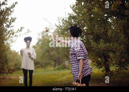 Donna che guarda l'uomo la cattura di apple presso apple Orchard Foto Stock