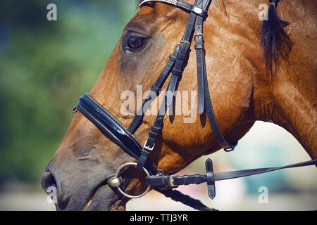 Ritratto di Bay cavallo, collata per dressage nella briglia, halter e snaffle in bocca. Il cavallo è pronto a partecipare al concorso. Foto Stock