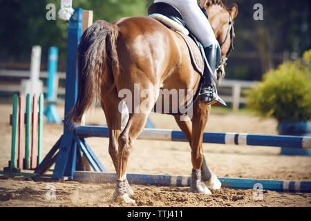 Rider con un cavallo di Baia di partecipare a una competizione sportiva - salto e stanno andando a scavalcare la barriera di blu, una vista dallo sfondo. Foto Stock