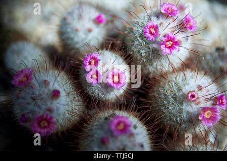 Close-up di canna cactus con fiori di colore rosa Foto Stock