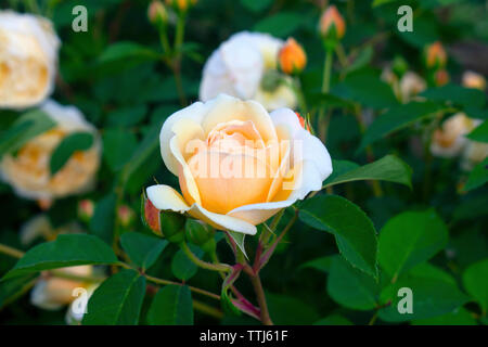 Unico grande rosa rosa in uno sfondo di foglie di colore verde scuro -03 Foto Stock