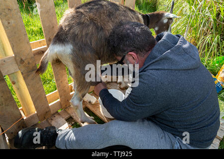 Uomo con pet capra, County Kerry, Irlanda Foto Stock