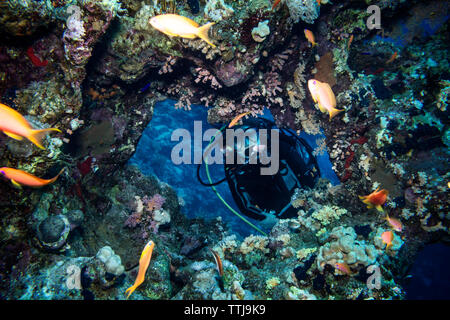 Scuba Diver nuoto da carboni e sottomarine di pesce Foto Stock